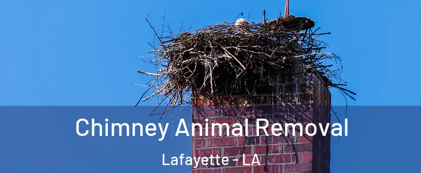  Chimney Animal Removal Lafayette - LA