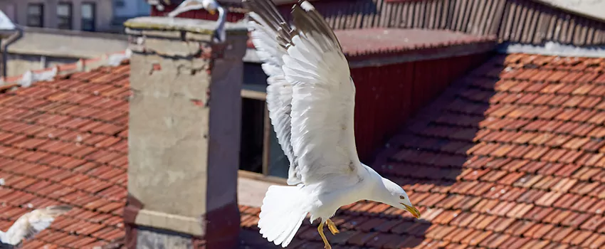 Residential Chimney Animal Removal Solution in Lafayette, LA