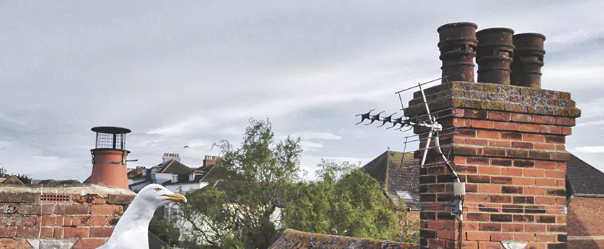 Chimney Cleaning And Restoration in Lafayette, Louisiana